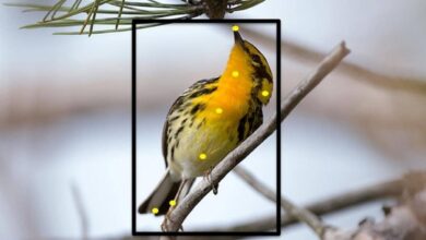 Photo of Las mejores aplicaciones móviles para identificar aves: descubre cuáles son las más recomendadas