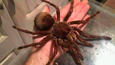 Photo of Encuentran una aterradora araña gigante que aterrorizará a los más temerosos de los arácnidos